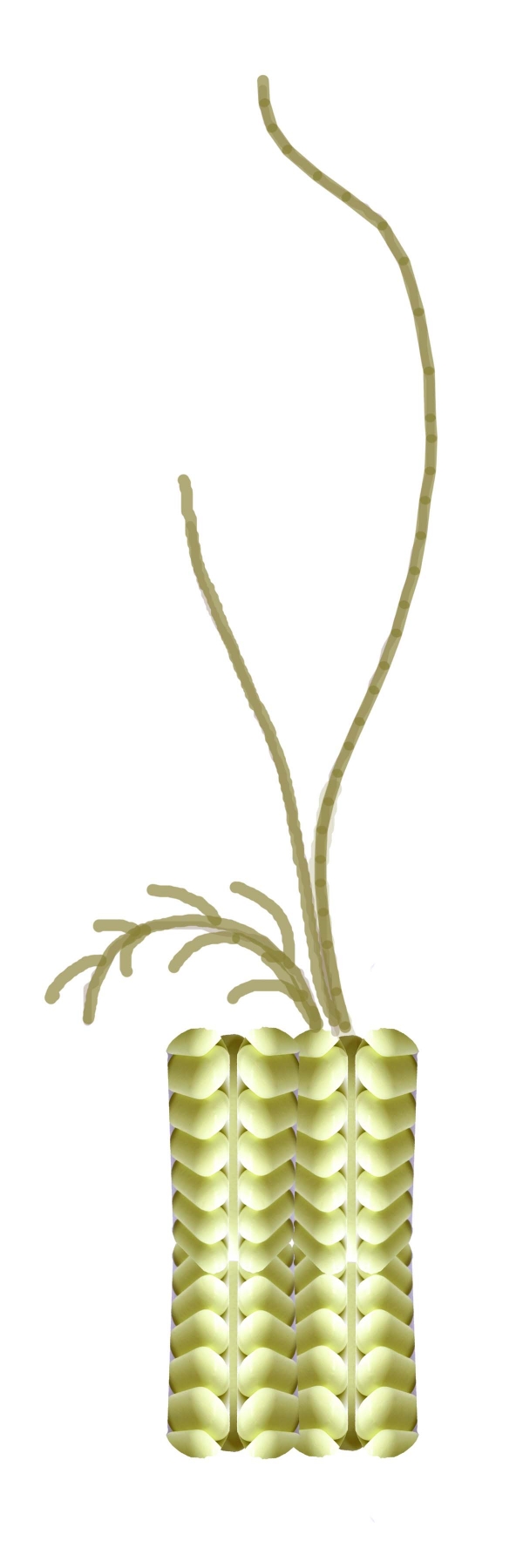 Creation of Lilies in Crystal : Step 2